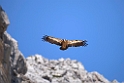 Gåsegrib.20150608_4969