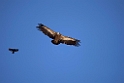 Gåsegrib.20150608_4972