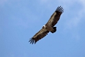 Gåsegrib.20150608_5043