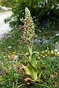 Himantoglossum hircinum.20150609_4793