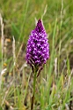 Horndrager.20150611_4604