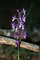 Orchis langei.20150608_4931