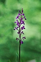 Orchis langei.20150609_4730