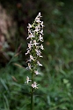 Platanthera chlorantha skov-gøgelilje.20150611_4624