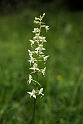 Platanthera chlorantha skov-gøgelilje.20150612_4585