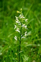 Platanthera chlorantha skov-gøgelilje.20150612_4588