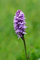 Plette gøgeurt.20150609_4738
