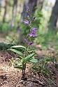 Rød skovlilje.20150601_5158