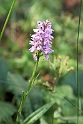 Skov gøgeurt.20150601_5156