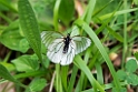 Sommerfugl.20150612_4572