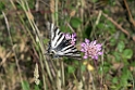 Sydeuropæisk svalehale.20150602_5130