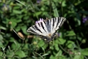 Sydeuropæisk svalehale.20150602_5141