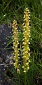 Aceras anthropophorum.20160614_8294