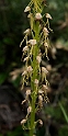 Aceras anthropophorum.20160614_8299