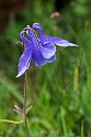 Blomst.20160612_8352