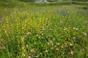 Blomstereng.20160612_8539