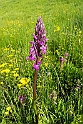 Dactylorhiza elata.20160609_8568