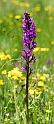 Dactylorhiza elata.20160615_8212