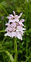 Dactylorhiza ericetorum.20160614_8530