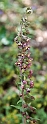 Epipactis tremolsii.20160607_8411