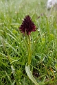 Nigritella gabasiana.20160618_8474
