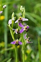 Ophrys apifera(Bee Orchid)20160606_8418