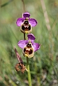 Ophrys tenthredinifera.20160619_8126