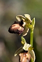 Ophrys.20160619_8135
