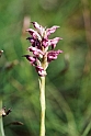 Orchis fragrans.20160619_8090