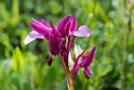 Orchis papilionacea.20160615_8201