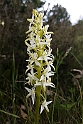 Platanthera bifolia(Bakke-gøgelilje)20160617_8495