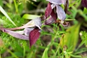 Serapias cordigera (Heart-flowered Serapias)20160606_8427