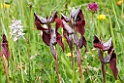 Serapias cordigera.20160614_8244