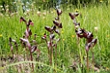 Serapias cordigera.20160614_8247