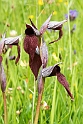 Serapias cordigera.20160614_8256