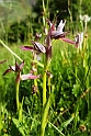 Serapias lingua.20160609_8564