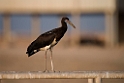 Abdims Stork.20151120_3341