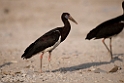 Abdims stork.20151120_3322