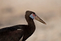 Abdims stork.20151120_3324