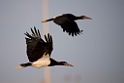 Abdims stork.20151120_3338