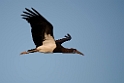 Abdims stork.20151120_3370