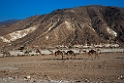 Al Mughsayl.20151120_3376