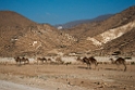 Al Mughsayl.20151120_3377