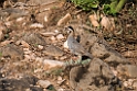 Arabian Partridge.20151120_3215