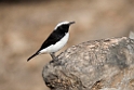 Arabian wheatear.20151116_2886