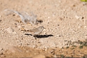Asian Desert Warbler.20151118_3119
