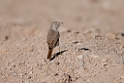 Asian Desert Warbler.20151118_3155