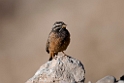 Cinnamon-breasted Bunting.20151116_2860