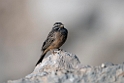 Cinnamon-breasted Bunting.20151116_2867
