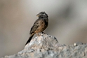Cinnamon-breasted Bunting.20151116_2871
